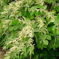 Lutte contre les plantes invasives